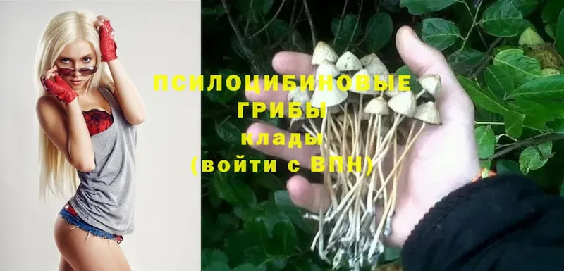 Псилоцибиновые грибы Psilocybine cubensis Киселёвск