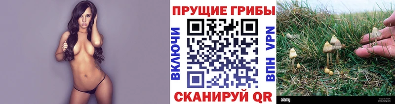 где можно купить   Киселёвск  МЕГА онион  Псилоцибиновые грибы GOLDEN TEACHER 